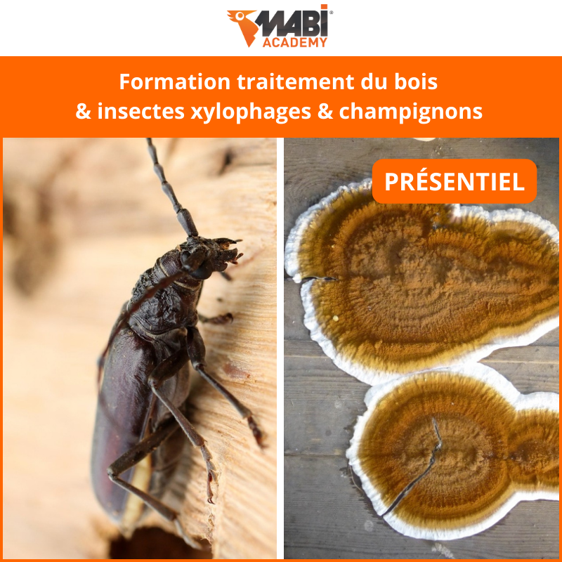 Formation traitement des insectes xylophages & champignons présentiel