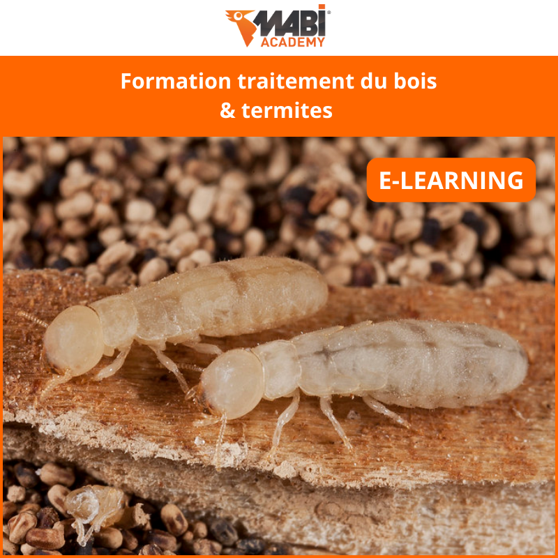 Formation traitement termite e-learning