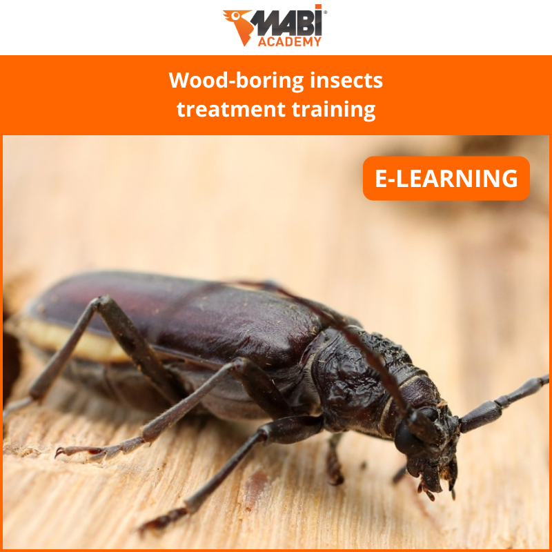 Wood-boring insects treatment E-LEARNING TRAINING